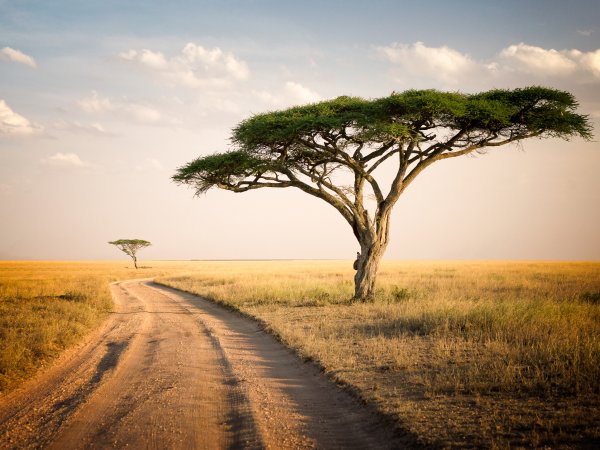 International Practitioner Exchange