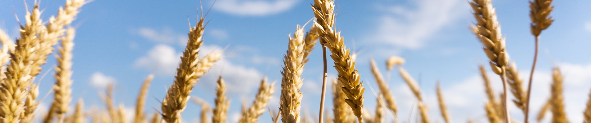 Foresight for the agri-food in Western Balkans - Final Networking Event